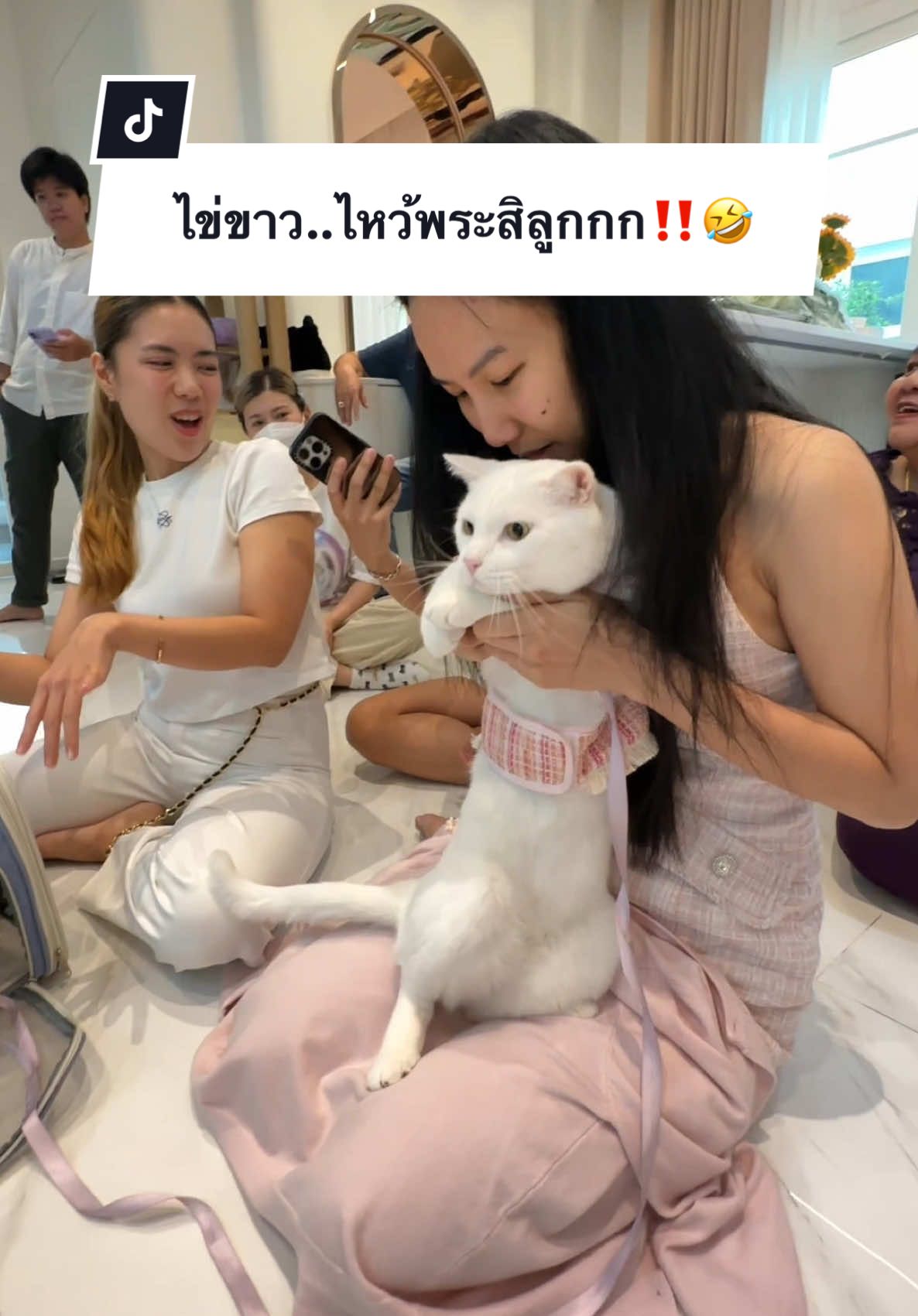 A post by @ployy_chuek on TikTok caption: ไข่ขาว..ไหว้พระสิลูกกก‼️🤣 #ครอบครัวไข่หวาน #พลอยฉึกๆ #แมร๊เอง #พลอยรักเต็นท์ #ไข่ขาวลูกแมร๊ #ภารกิจพิชิตใจไข่ขาว #หวานแมวขยะเปียก #แมวไข่หรรมกับดําดอทคอม #แฝดนรกบ้านไข่หวาน #ไข่เจียวเป็นเด็กดี #ไข่เจียวรักแมร๊ #ไข่เน่าลูกแมร๊ #กระป๋องลูกแมร๊ #น้องกระป๋องกับน้องกระแป๋ง 