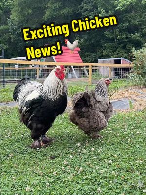 A post by @2guysandsomeland on TikTok caption: Exciting news about my coc… I mean chickens 🐓 #foryou #chickens #backyardchickens #brahma #chickensoftiktok #fypシ 