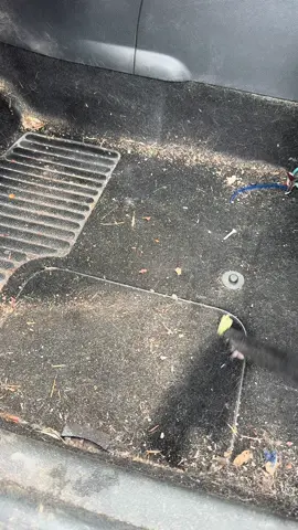 A post by @bubbleauto81 on TikTok caption: Cleaning a pet sitter's car 🐶. #cleantok #cardetailing #satisfying #clean #dog 