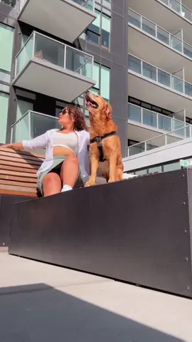 A post by @cari_cortes17 on TikTok caption: El tóxico 🐕😜#cari_c17#fyp#goldenretrieversoftiktok