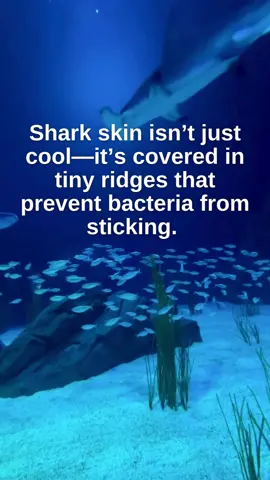A post by @dropsknowledge on TikTok caption: #EscuchaTuÑam Shark skin is an impressive innovation.  #stem #edutok #tiktokefu