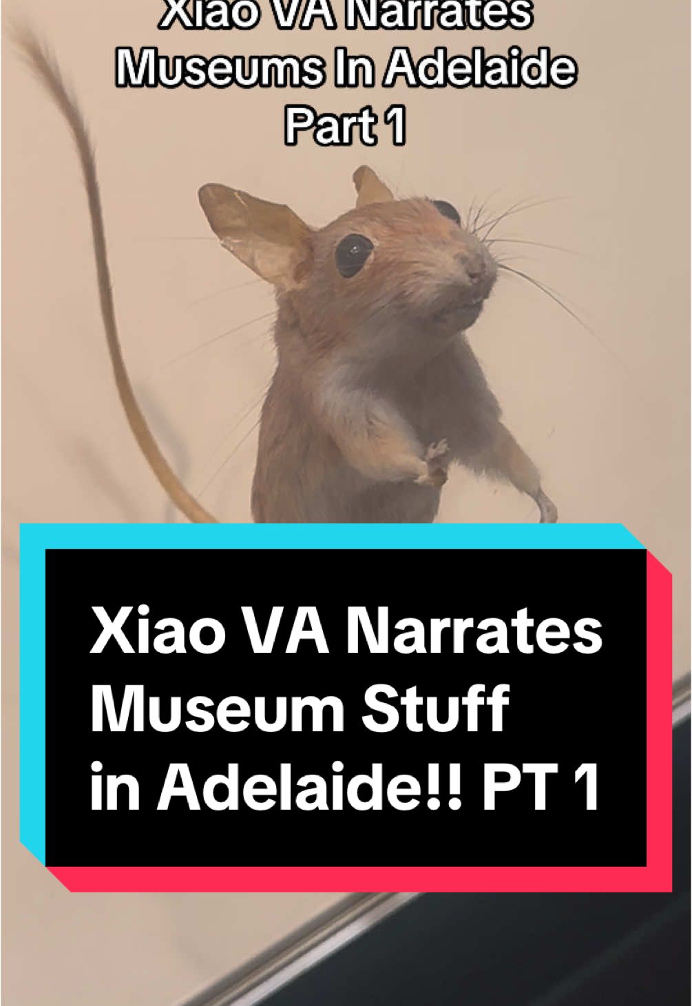 A post by @lailaberzinsvoice on TikTok caption: #xiaova narrates stuff at the #southaustralia #museum of #adelaide part 1! . . . . #xiao #mouse #seagull #berb #bird #funny #skit #justababy #imjustababy #GenshinImpact #voiceactor #voiceover #fyp 
