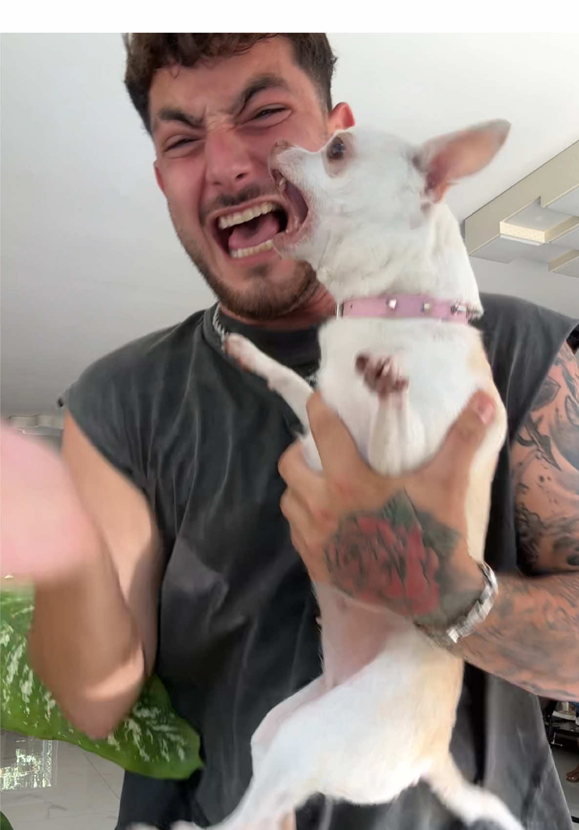A post by @mreviatar on TikTok caption: Ok she still mad on me😮‍💨🤣(ניקי יש לה כריזמה של מלפפון) @Eviatar Ozeri @Nikiozeri #chihuahua #dogs #kuchikuchi #angrydog #nikiozeri #niki #dog #mreviatar 