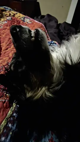 A post by @thecharmedtwin on TikTok caption: talking in her sleep.. day off. happy Tuesday guys. positive energy surge sent to you all.  kisses. 
