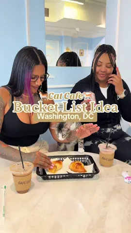 A post by @morgsvstheworld on TikTok caption: 🐈Bucket List Idea - DC: Cat Cafe @Meow Maison 🐈 📍 Georgetown, DC 📆 open Tues-Sun ⏱️ 30min-1hr playtime options ⏰ 11am/12pm-7pm 💰 $25pp-$45pp (varies based on weekday vs weekend & booking timeframe) 👤 must be 7yrs or older to visit 📝 Things To Note: ☆ a waiver must be signed to enter ☆ you have to purchase 1 ticket per customer ☆ children ages 16 and under must be accompanied by an adult ☆ they are a no shoe facility to please wear socks Listen if someone told me to list every cat cafe in the DMV, I fear I wouldn’t be able to do it. I’ve been to a few in DC, VA & MD and they’re all absolutely amazing (I mean it’s literally quality time with cats so how could it not be??) But @meomaison truly blew me away with their cafe options! The food was tasty and the drinks did just the job. I can’t tell if me or the cats enjoyed it more! The cats were hilarious, adorable, and friendly. I certainly will be back here this year to enjoy some quality time with fur babies! #georgetown #thingstododc #washingtondc #visitdc #thingstodowashingtondc #georgetowndc #maryland #thingstododmv #dmvcatcafe #catcafe #bucketlistideas #dmvdateideas #dmvthingstodo