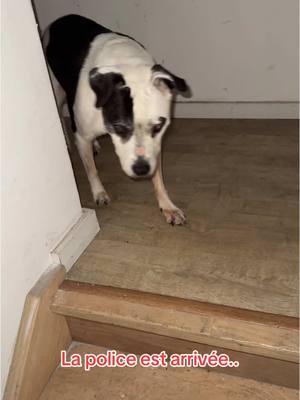 A post by @medlevrai on TikTok caption: J’ai l’impression que le chien était à Moi, c’est trop bizarre… 