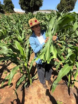 A post by @vasilvana1 on TikTok caption: #rancho 