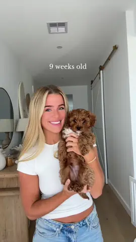 A post by @chloe.roberts__ on TikTok caption: 1 year with my baby boy bearsy 🧸 #cavoodle #cavapoo #growingpup #puppygrowth 