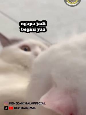 A post by @demikanimal on TikTok caption: KOK JADI BOTAK? #dubbing #dubbinglucu #dubbinghewan #dubbingbinatang #demikanimal #dubbingindonesia #demikfootball #foryou #foryoupage #fyp