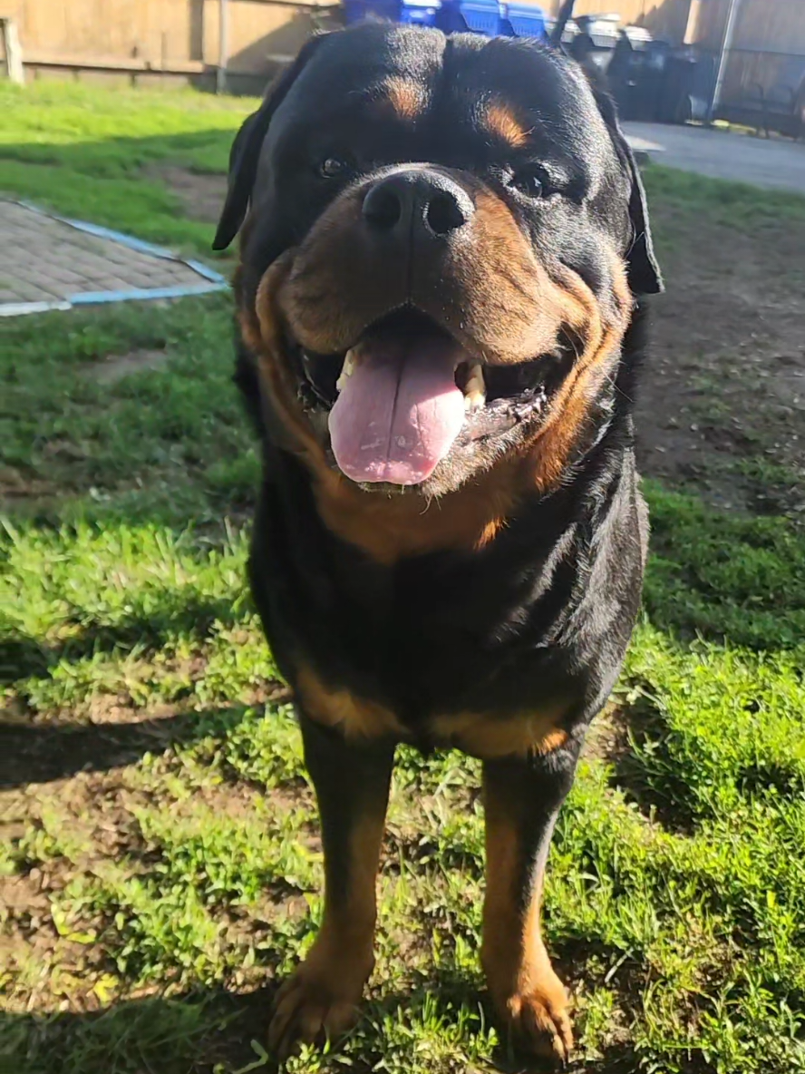 A post by @actionjackson2019 on TikTok caption: Happy boy 💙  #handsome #rottie #rottiesoftiktok #rottweiler #rott #rottweilersoftiktok  #dogs 