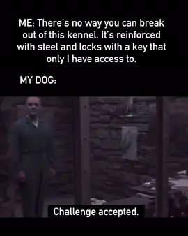 A post by @maligatormom on TikTok caption: Belgian Malinois are always up for any challenge! #malinois #malinoispuppy #cratetraining #dogkennel #dogtraining