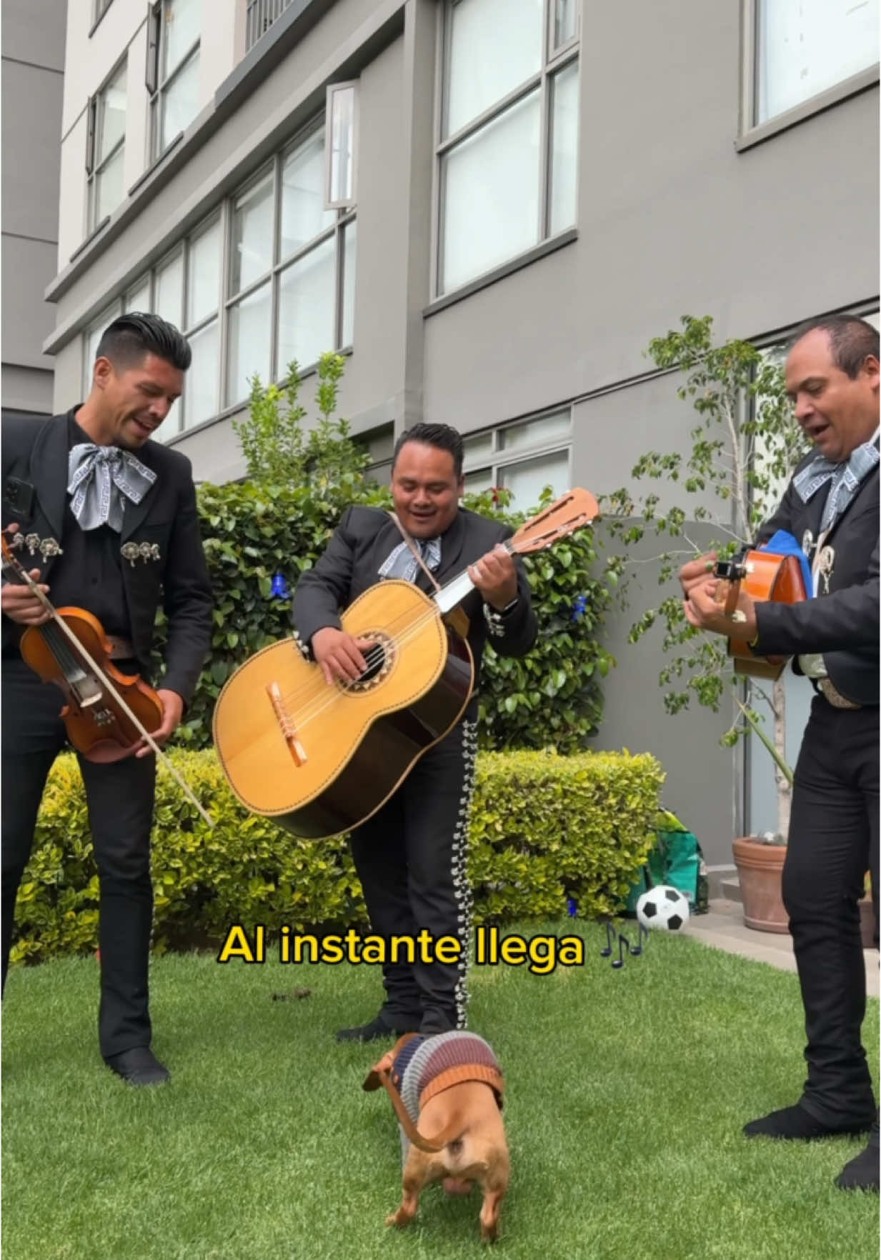 A post by @zachjaq on TikTok caption: Es que si es el más consentido de la casa la neta JAJAJA @Dayanara