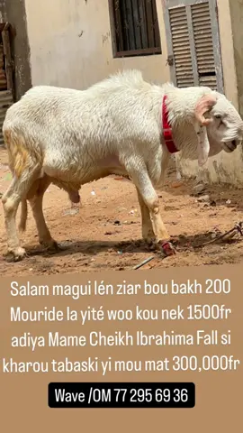 A post by @hisboundiguel1 on TikTok caption: #tabaski #senegalaise_tik_tok #videoviral #