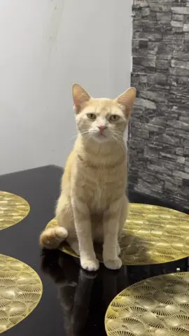 A post by @vikingo606 on TikTok caption: Que naco 😾 #vikingo606 #valkiria606 #humor @Valkiria606 @𝔉𝔯𝔢𝔡𝔡𝔶𝔥𝔤606 