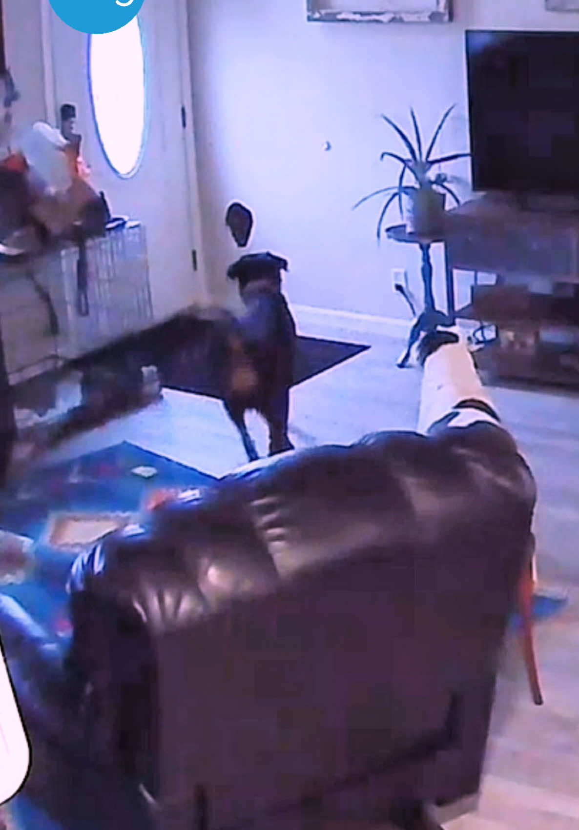 A post by @therxckstxr on TikTok caption: Good Alibi But the Ring Caught Everything! 😂 Original Vid from FanFam @Stephanie C 🫶🏾#rottweilersoftiktok #rottweiler #dogsoftiktok #dogs #ilovemydog #germanrottweiler #funny #hilarious #fyp #ring #americasfunniesthomevideos