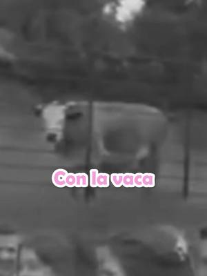 A post by @gamstergaming on TikTok caption: La vaca se opone #gamstergaming #gamster #fyp #twitchclip