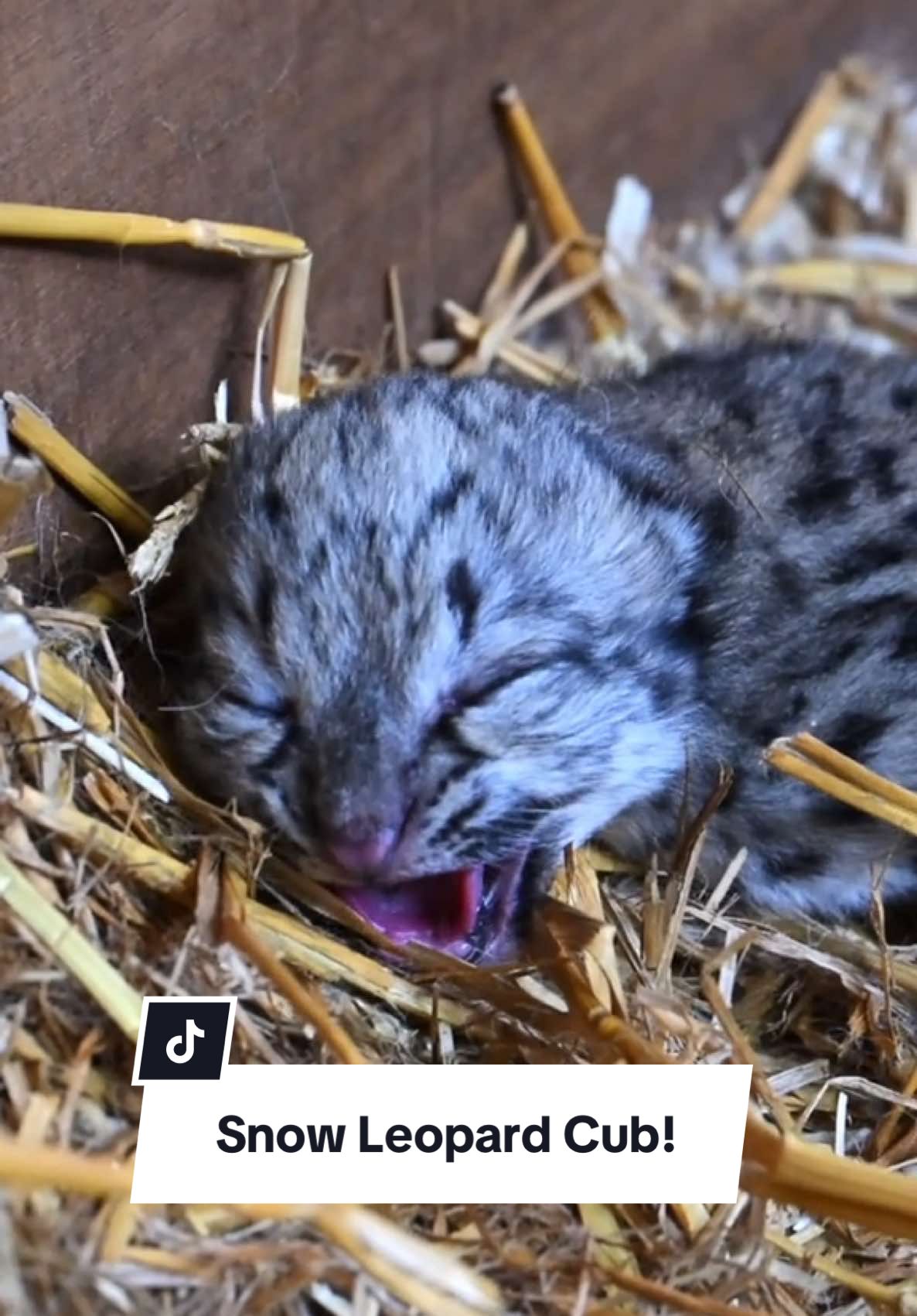 A post by @camwhitnall on TikTok caption: Our Precious New Arrival… Rare Snow Leopard Cub Born! 🐾 This birth marks an important milestone in our work through the endangered species breeding programme, which helps maintain a genetically healthy population and provides a vital safety net for the future of this elusive big cat. It’s both a conservation success for our global efforts to protect their species. 🌏  Stay tuned to follow Little Lady’s journey here at the Sanctuary and keep your eyes peeled to help name her soon! 🤍  #thebigcatsanctuary #snowleopard #tiktokforgood #uknews #cub 
