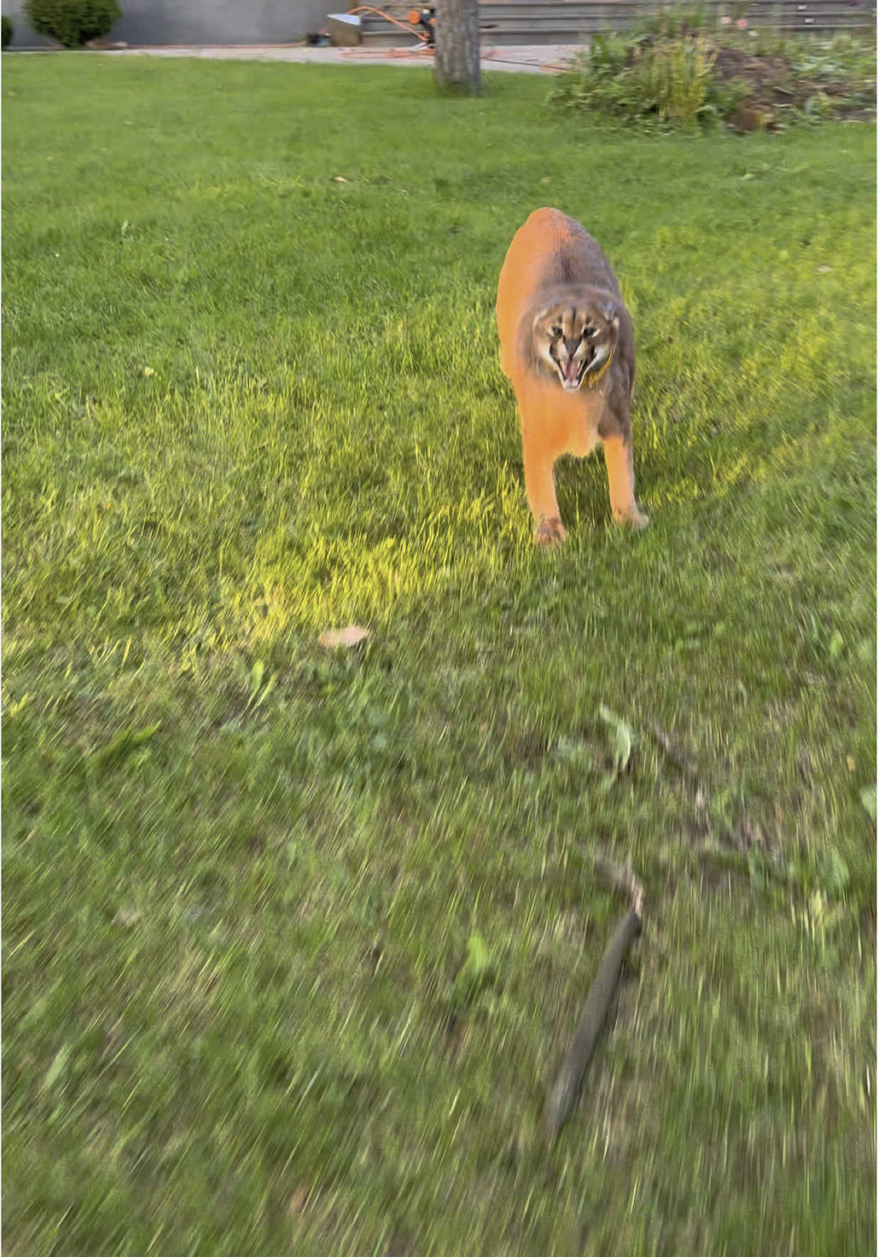 A post by @pumbacaracalofficial on TikTok caption: What’s Floppa doing?