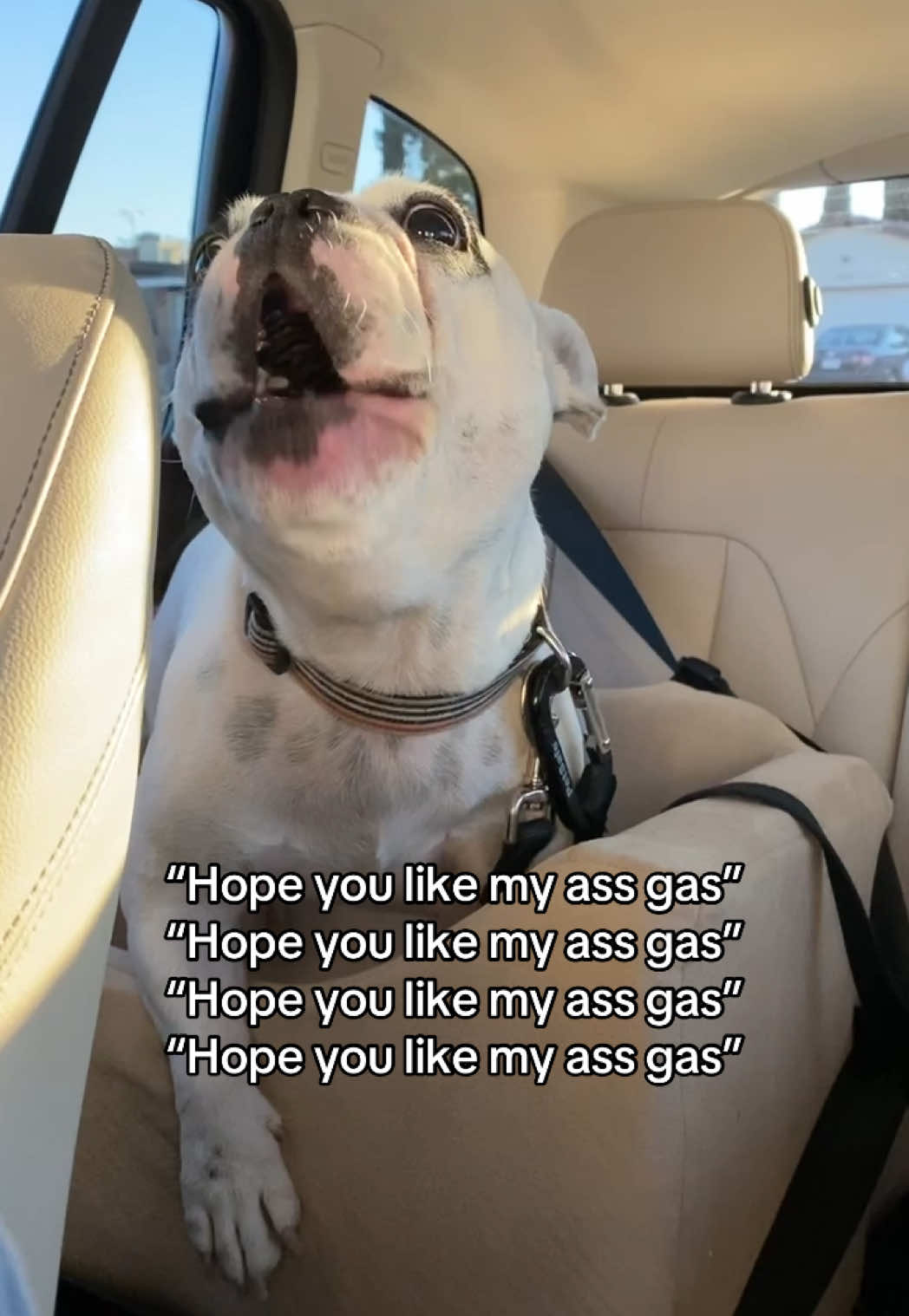 A post by @waltergeoffrey on TikTok caption: Hope you like it…😏 #waltergeoffrey #newflametrend #frenchiesoftiktok #frenchiehumor #frenchbulldog #relateable #dogmom #waltergeoffreythefrenchie #dogtok 