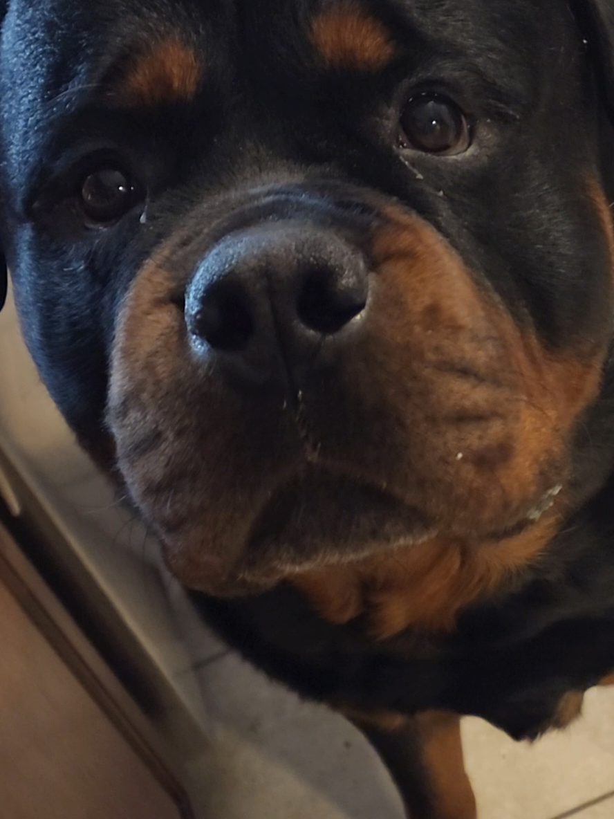 A post by @actionjackson2019 on TikTok caption: More like stinky BIG baby 🤣😂 #dogs #dogsoftiktok #rottweiler #rottweilersoftiktok #justsaying #rott  #handsome 
