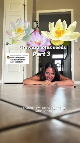 A post by @plantswithkrystal on TikTok caption: Replying to @theebi006 2 weeks and 2 setups later, we’ve got some lotus seed growth! Up next, we need a bigger setup asap! #lotusseeds #plantgrowth 
