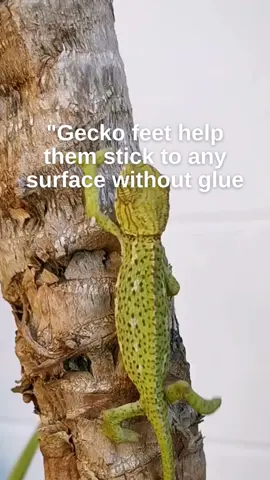 A post by @dropsknowledge on TikTok caption: Geckos inspire new technology! #tiktokedu #stem #edutok #ConSantanderConecto 