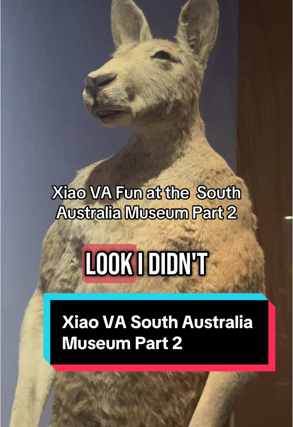 A post by @lailaberzinsvoice on TikTok caption: Well…um…MY EYES!!!! 😂😂 . . . . #xiao #xiaova #kangaroo #kangaroos #australia #adelaide #museum #va #voiceactor #comedy #museum 