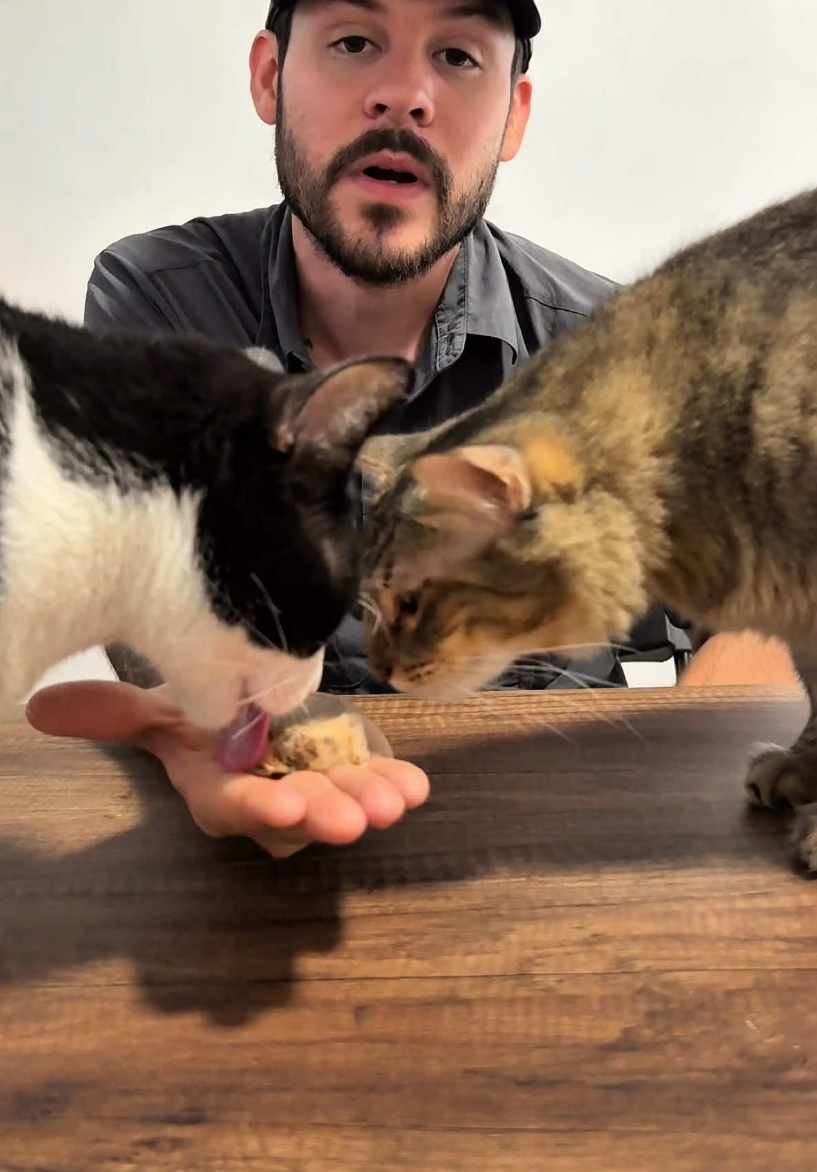 A post by @chemanimals on TikTok caption: Asi haces un premio para gatos para el calor