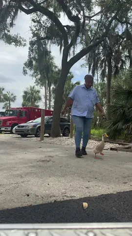 A post by @victoria_danyelle on TikTok caption: Everybody loves me on my route down to the animals. Lol #work #lifeatwork #mylife #worklife #ducks #fyp 