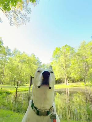 A post by @mistermainer on TikTok caption: Biscuit is excited for summer! #summer #meme #maine #nature #park 