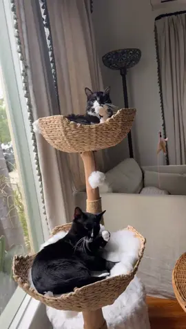 A post by @ladyefron on TikTok caption: Eeeee they might be starting to like each other 