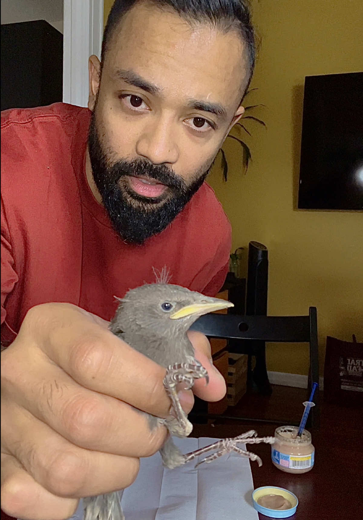 A post by @princezee on TikTok caption: i found a baby Starling bird in nyc and took it home. Gonna post part 2 soon. 
