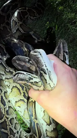 A post by @fishingarrett on TikTok caption: Exploring the Florida Everglades! #wildlife#snake#yoink#nature#nature#naturevibes#adventure#explore#fyp#foryoupage#funny#viral#education#professional#tiktok#florida#everglades#crazy#night#alligator#crocodile 