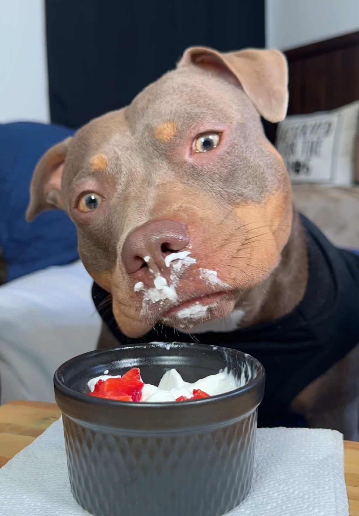 A post by @reignstormpit on TikTok caption: Movie Night On A Heated Bean Bag For My Dogs 🍿🎥🎬 #dogsoftiktok #reignstormpit #pitbull #petsoftiktok #cutedogs #relaxing #asmr #movienight #viral 