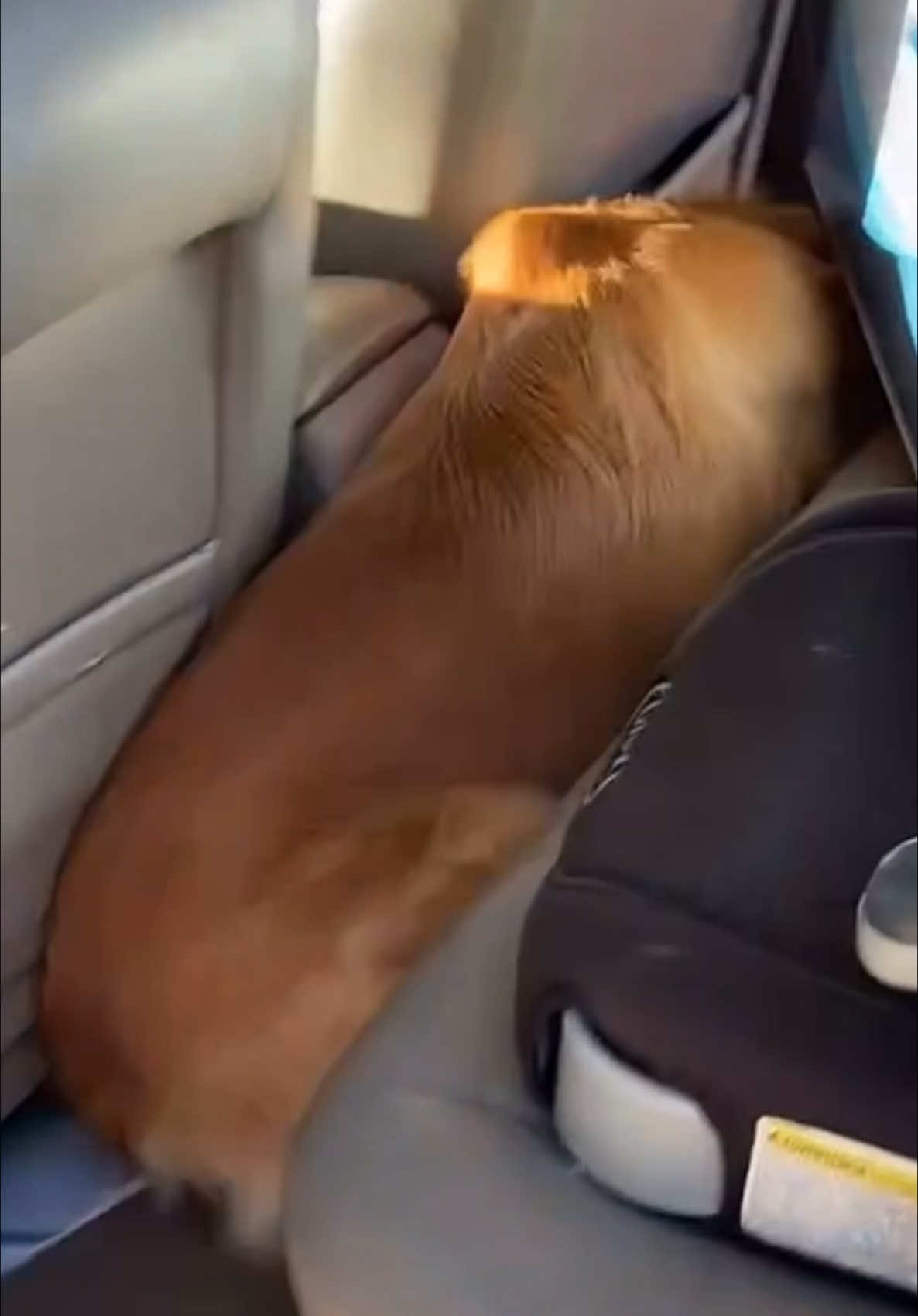 A post by @therxckstxr on TikTok caption: Ario Thought It Was Take Your Dog To Work Day! 😂 #goldenretriever #goldenretrieverlife #ilovemydog #fyp #americasfunniesthomevideos #funnyanimals #FunnyPetMoments #foryou 