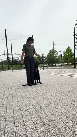A post by @kathryns.canines on TikTok caption: fancy feet 🐾 #germanshepherd #workingdog