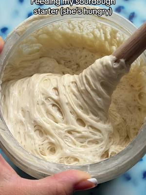 A post by @wheatculture on TikTok caption: Feeding Genesis #sourdough #sourdoughstarter #sourdoughtiktok #sourdoughtok #sourdoughasmr #sourdoughcrunch #sourdoughbread #wheatculture 