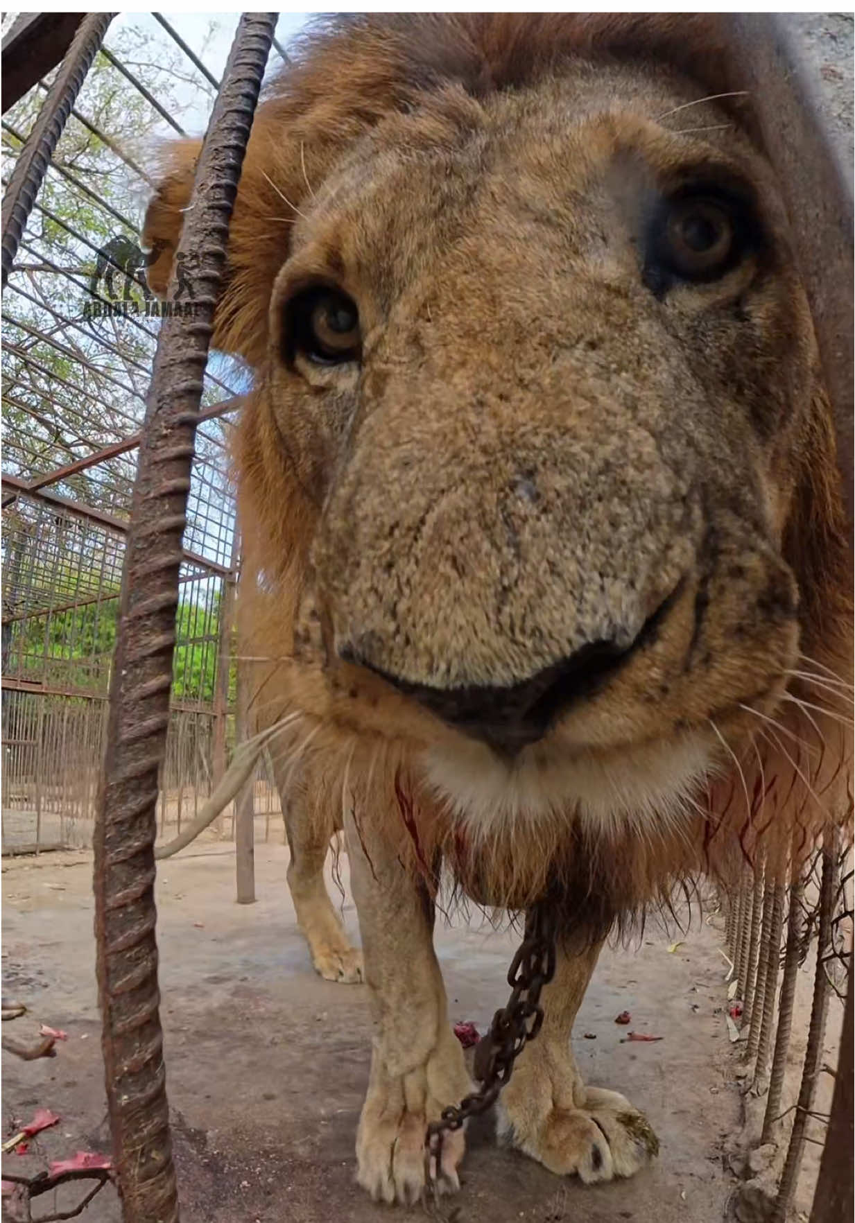 A post by @abdalajamaal on TikTok caption: Sanadkee buu aha markii aad Libaax aragtay ? #abdalajamaall #somlitiktok #somaliyoutubers #lion #hargeisa #muqdisho 