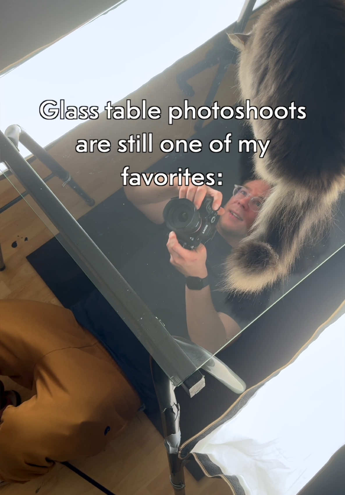 A post by @furryfritz on TikTok caption: Anzeige | Ad: Yummy, yummy! We partnered up with PERFECT FIT and had an ameowzing glass table session.  Which shot is your favorite?  #furryfritz #catographer #cats #funnycats #catphotography  #perfectfit #wholebodyhealth #total5formula #makeyourpetfeelEPIC #premiumhealth 