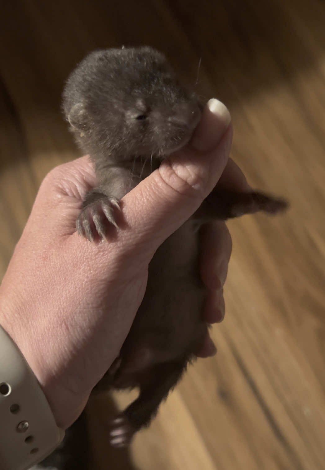 A post by @arcticfoxdaily on TikTok caption: He screamed his way into rescue. 🥺 