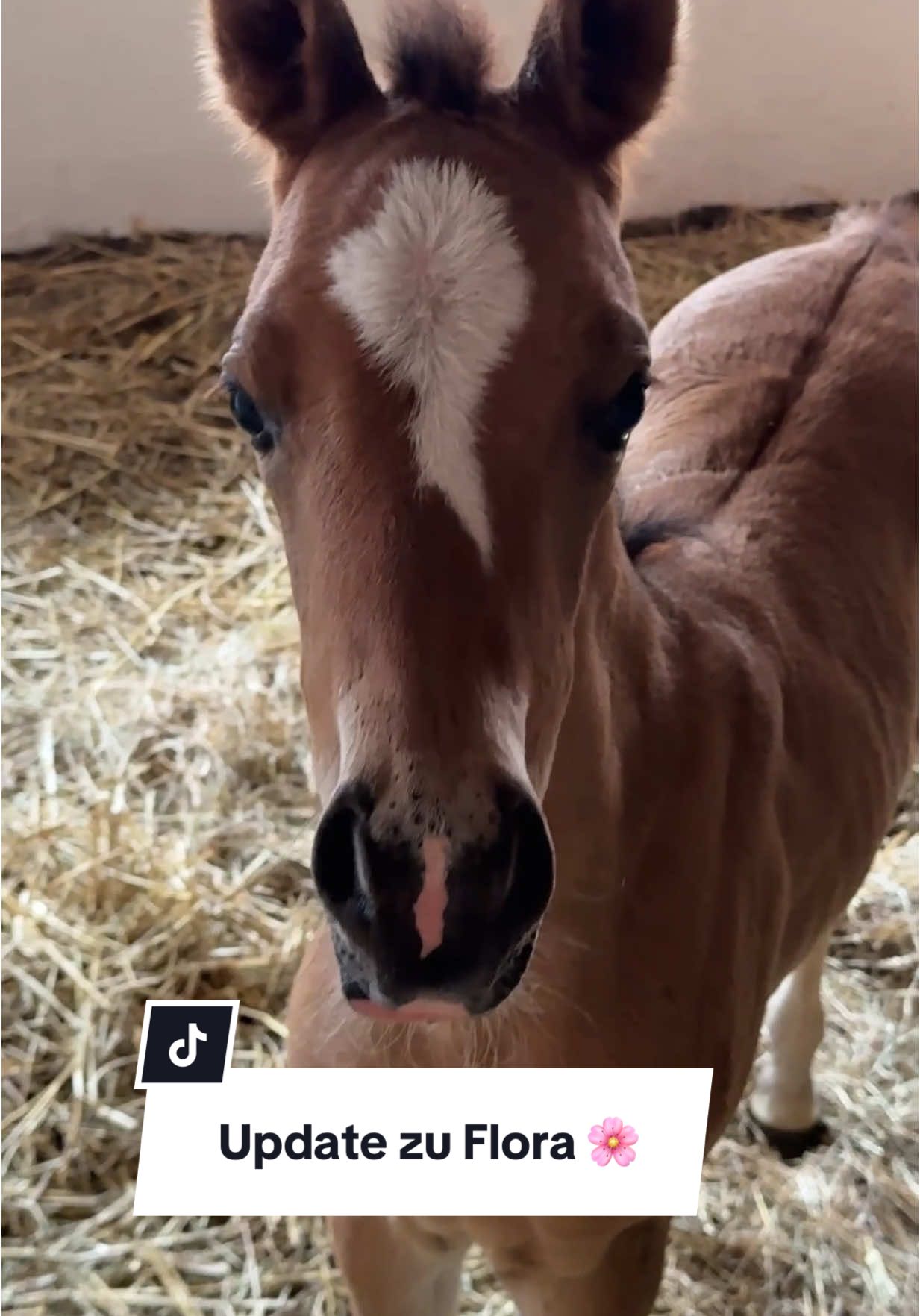 A post by @chaospony_ on TikTok caption: Update zu Flora 🌸 Instagram: Chaospony 📍 Q: Würdest du gerne ein Fohlen aufziehen? #asmrjanina #fyp #fypage #fürdich #equestrianlife #fy #trendiing #viralvideo #horsesoftiktok #fohlen #foryoupage #vlog 