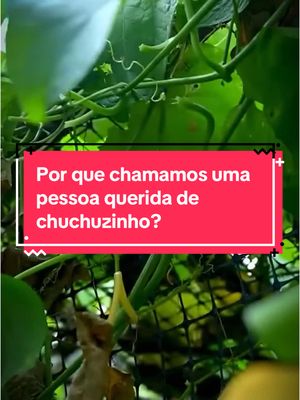 A post by @fatosdesconhecidos on TikTok caption: Por que chamamos uma pessoa querida de chuchuzinho? #curiosidades #fatosdesconhecidos #chuchuzinho #apelidocarinhoso