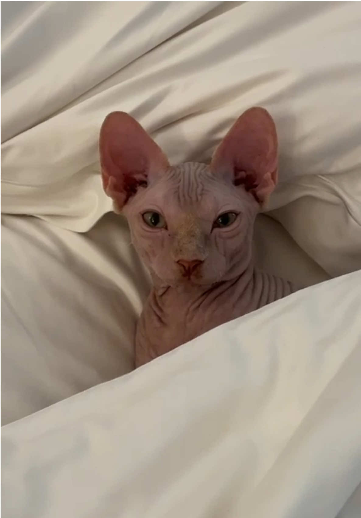 A post by @ksi on TikTok caption: Random video of my cat 