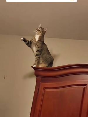 A post by @jacksongalaxy on TikTok caption: What do you think this cat sees???😳👻 #cats #creepy #catlife #spooky #cathbehavior  