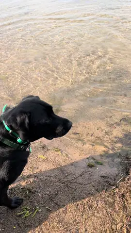 A post by @servicedog626 on TikTok caption: Just a girl and her two retrievers. Morrow is finally getting the hang of how to be a proper boat dog too! #minnesota #retriever #labradorretriever #standardpoodle #blacklab #poodle #lake #boatlife #fishing 