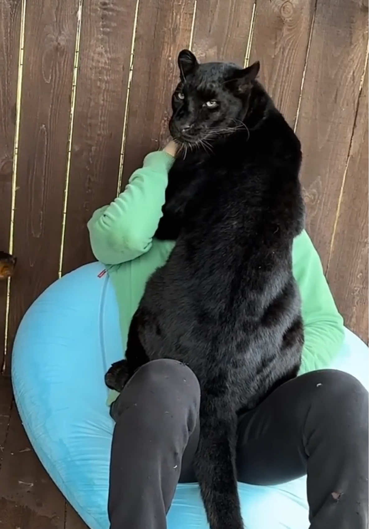 A post by @luna_the_pantera on TikTok caption: Luna stole my husband 😂