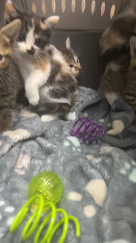 A post by @clevyr_creatures on TikTok