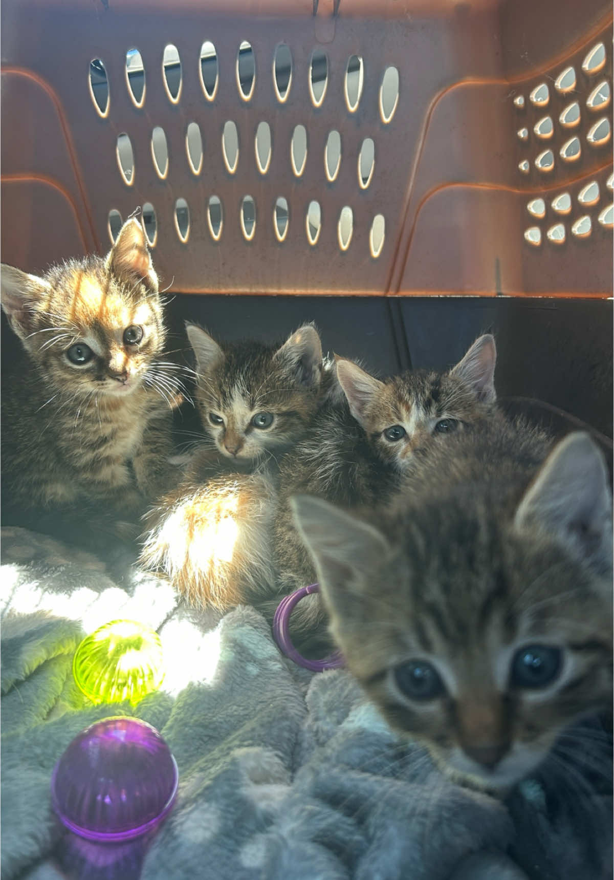 A post by @clevyr_creatures on TikTok caption: These 5 Clevyr kittens just finished up their first ever vet visit! Not one but TWO had botflies removed, all of them got wellness checks, and all of them got wormer.  Our vet bill today as just $77.62 with card fees, please consider donating to help us cover this cost!  We will need to raise roughly $150 per kitten to have them spayed and vaccinated in a couple months as well!  These kitties also need names! They are all female! Leave us name suggestions that start with “C” in the comments!  🔆 Clevyr Creatures is a 501(c)(3) non-profit domestic fox sanctuary. All donations are tax deductible. EIN 99-0469439 🔆 We are completely dependent on the public for donations to do what we do here! If you cannot donate, please interact! Leave comments, like, and share our posts!  🔅links to donate can be found on our website in our profile bios! We will also leave the links in the first comment below this post!  🔅Venmo: @ ClevyrCreaturesFoxSanctuary 🔅PayPal: @ Clevyr 🔅Cashapp: $ ClevyrCreatures 🔅Mailed donations:  Clevyr Creatures Fox Sanctuary 429318 state highway 3 Unit 97 Rattan Oklahoma 74562 #clevyrfoxes #fox #foxes #petfox #redfox #foxrescue #foxsounds