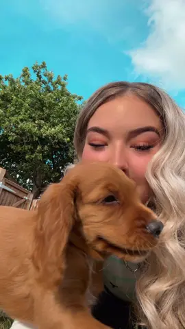 A post by @issyxoxo3 on TikTok caption: Yet another pup dog feature  • • • • • • • • • • • • •   • • • • • • • • • • • • • • • • • • • • • • • • ##ont#ont#ont#ont#onthisdayu#you#you#you#youngfarmera#swaw#newquayw#newquaycornwallu#youngfarmersdoitbestc#yfcdoitbestc#yfcc#yfcpartyr#partytimelo#blonder#agriculturer#agrispecu#equineow#cowt#cattlei#dairyr#farmlifer#farmtoki#hairstylesi#hairextensionsi#hairtransformationr#workoy#boyfriende#obessionv#loverou#couplegoalsw#cowsoftiktoko#bloopero#blowthisupt#getmefamoush#schoolh#schoolfriendsl#ffli#friendshipt#entiltedi#stitchtepossibleisnothingns#insecurer#girliek#fakeofacedp#copyo#blowup?tthisviral##rentfree##rent##head##cows##mathsnotmathing##viral##Summer##tri ##cockerspaniel##tricolor ##workingdog##puppytiktok##brand##blue##shirt##outfitinspo##shoes##AprilFools##ykyk##oops##viraltiktok##tiktok