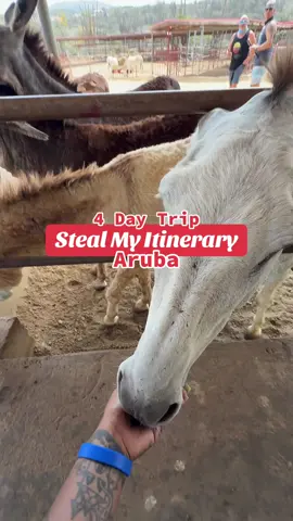 A post by @morgsvstheworld on TikTok caption: 🛩️Steal My Itinerary: Aruba 🇦🇼 Who knew you could do so much in only 4 days! This month I flew to Aruba with @United Airlines to stay at the @Radisson Hotels 💙 During my short trip there, I was able to experience relaxing & exhilarating activities! Here’s what we did day by day so you can copy the same itinerary during your next trip to Aruba 🏝️ Day 1: 🏨 check into Radisson Blu Aruba & get settled for a few hours (take a nap sister lol) 🍷 Alto Vista Winery | stop by the 1st and only boutique winery on the island 🚘 use Wix Tours for transportation to and from the winery Day 2:  🌴 De Palm Tours @De Palm Tours 🌴 | take a private island tour to view everything Aruba has to often 🍣 Azia | enjoy delicious food right on the strip 🍋 since the hotel is only a short walk away, stop and get a lemon sorbet from @Gelatissimo  Day 3:  🤿 Pelican Adventures | take a boat tour where you’ll get to go swimming, snorkeling & enjoy an open bar + food 🥗 Lima Bistro | sincerely the best food I’ve had in a while - this place will NOT disappoint but try your best to book reservations in advance Day 4:  🧖‍♀️ before your flight home, enjoy a spa treatment at your hotel 🥞 get breakfast at Sunset Bistro - the rooftop of the hotel where you can also swim on the island’s only rooftop infinity pool 🛩️ fly back home with United and go the extra mile of booking Aruba’s VIP service with @First Class Experience Aruba - it’ll speed you through the airport and is 100% worth the price (the lines get crazy long yall) #stealmyitinerary #aruba #thingstodoaruba #arubahotel #BluAruba #FeelTheDifference #TheArubaEffect #OneHappyIsland #traveltiktok #traveltips #traveltok #arubaonehappyisland #arubatravel 